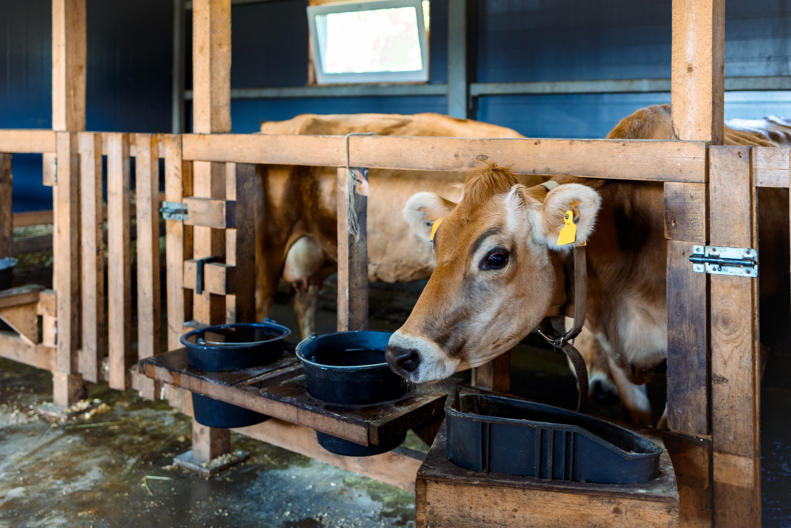 Close-up portrait of cow. Cows eat hay and water at barn. Dairy eco farm. Rural organic nature animals farm. Selective focus