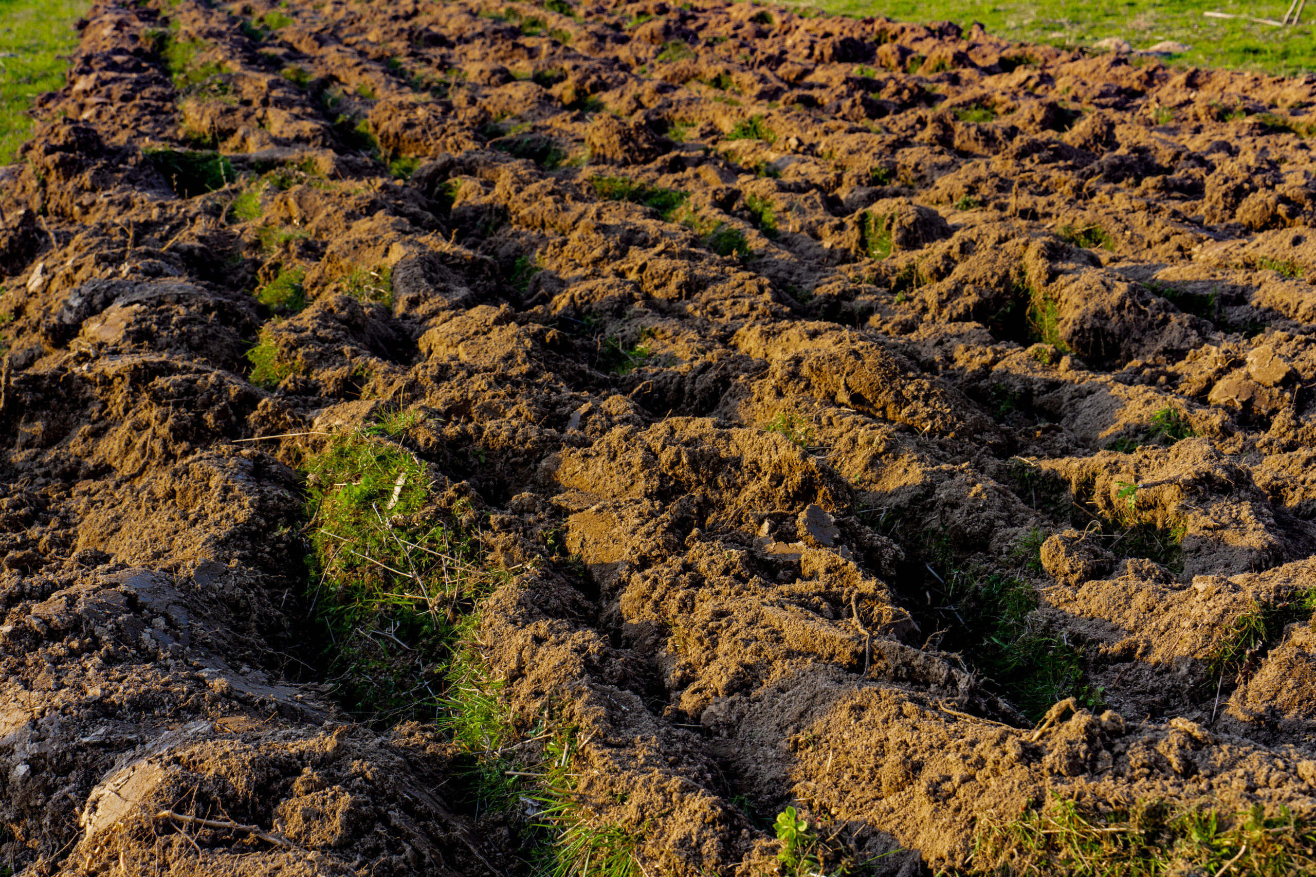 terra – bovins sucret