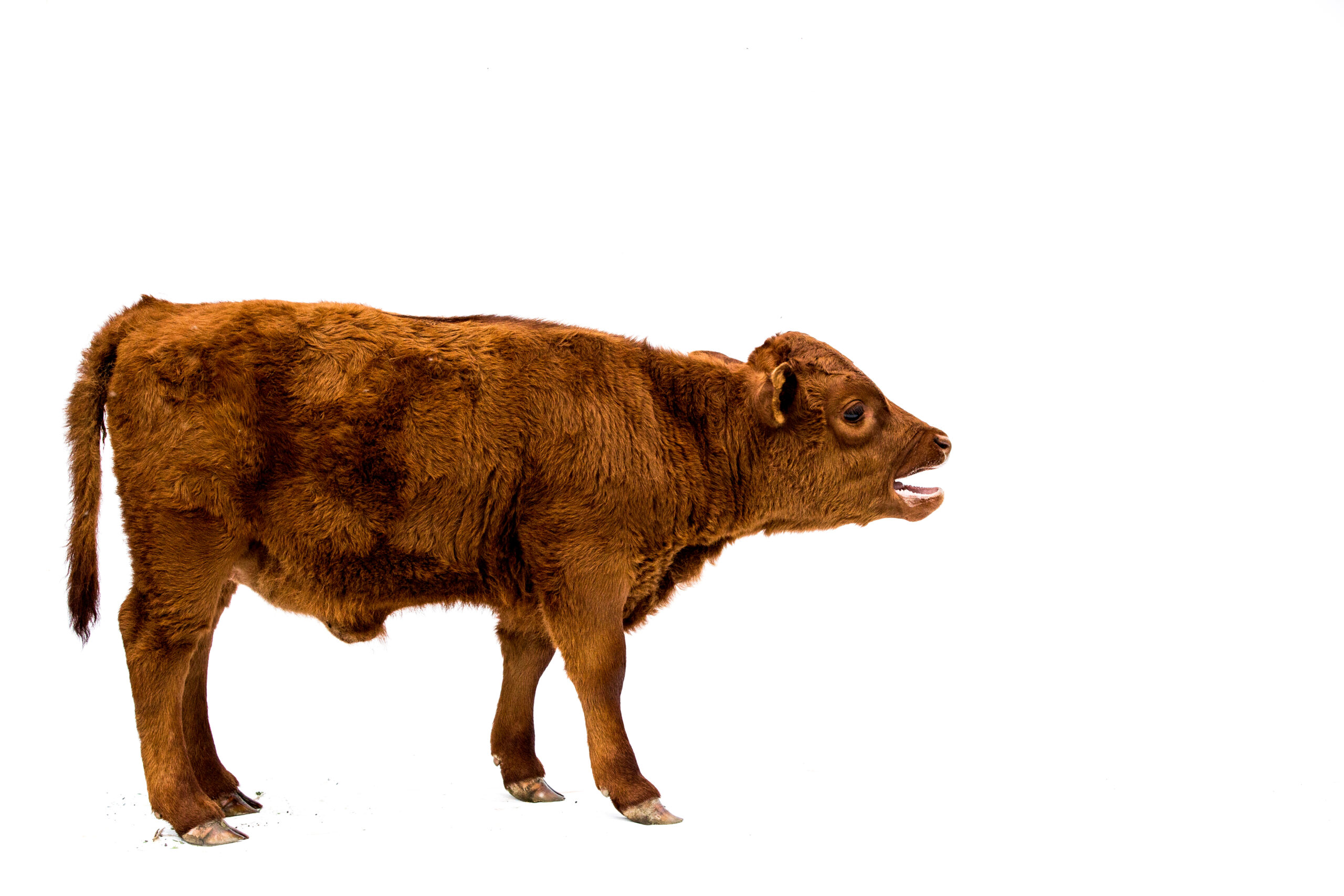 vaca marró petita Ramaderia i agricultura a Bovins Sucret.