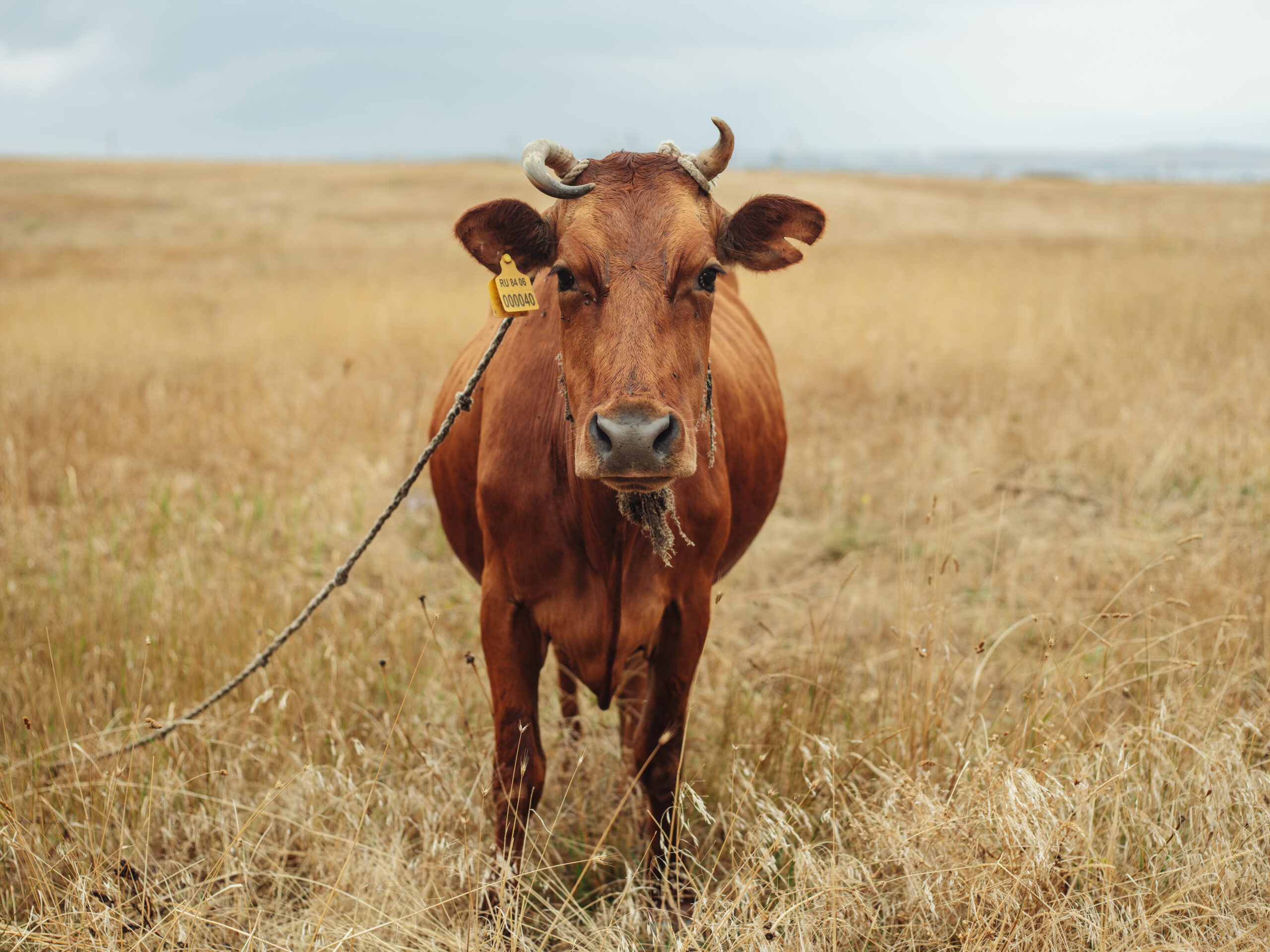 Familia dedicada a la ramaderia bovina.