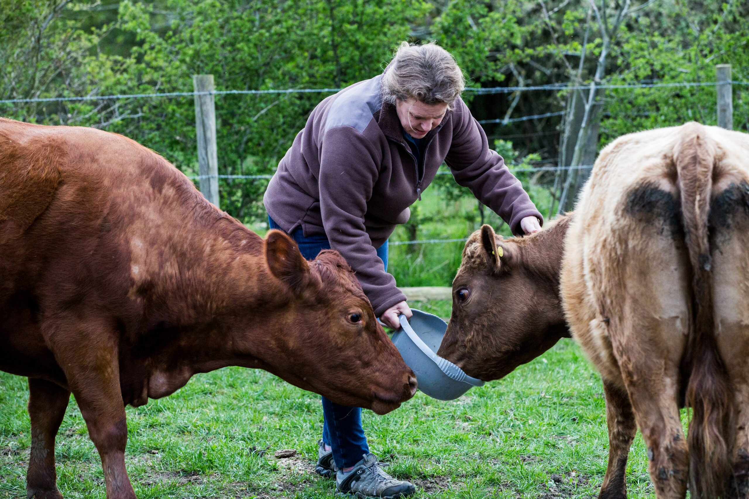 Woman feeding two brown cows on a farm. Ramaderia i agricultura a Bovins Sucret.